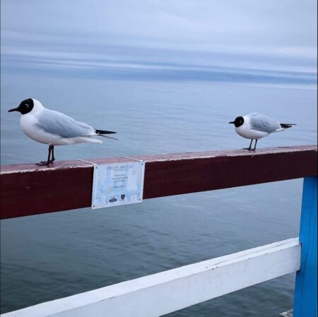 489796938_1238352841630543_687462579937086950_n